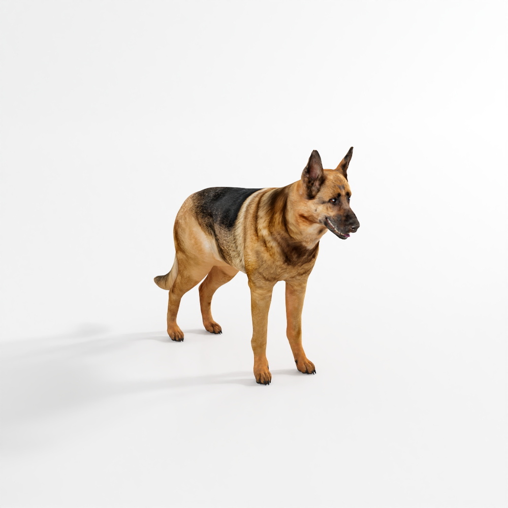 Deutscher Schäferhund – Großer Hund