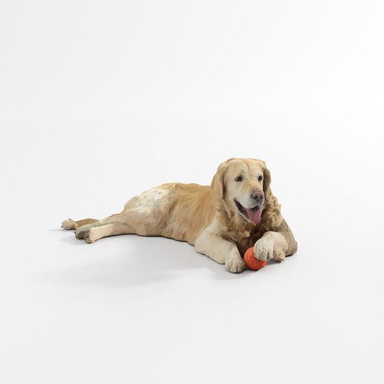 Golden Retriever - Large Dog