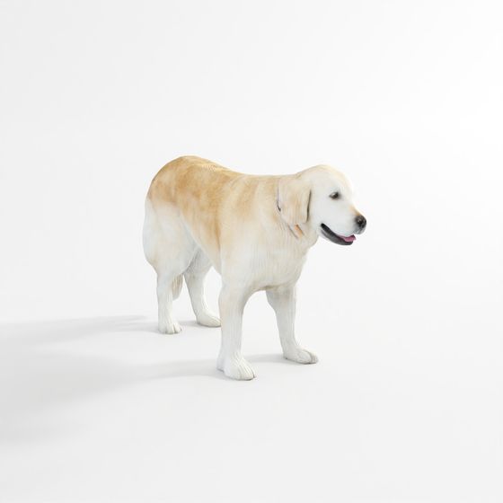 Golden Retriever – Cane Grande 2