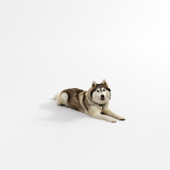 Husky – Large Dog