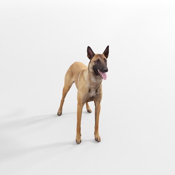 German Shepherd – Large Dog