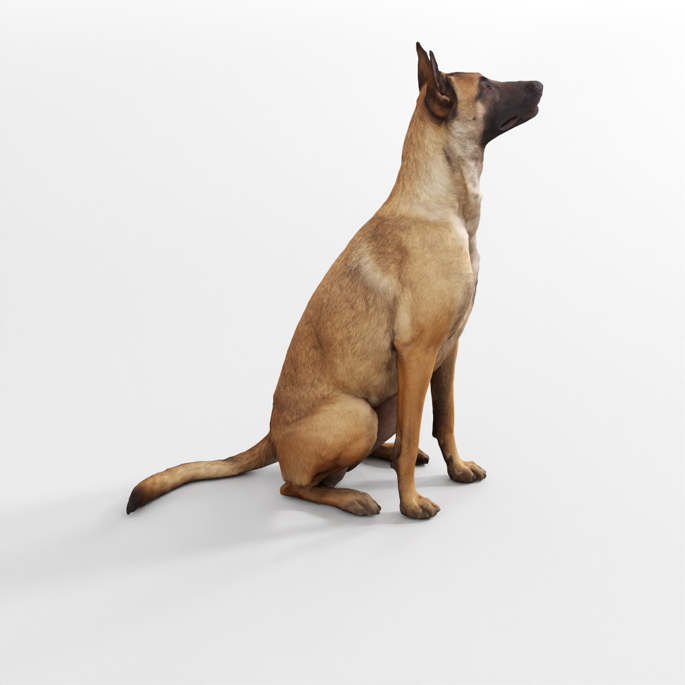 Deutscher Schäferhund – Großer Hund 2