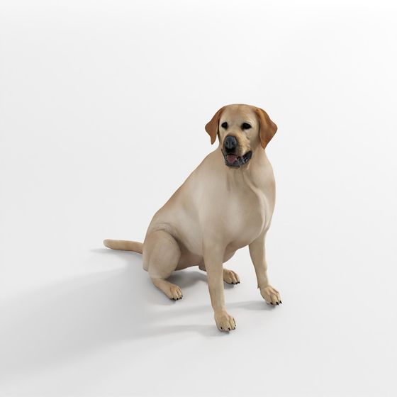 Labrador – Large Dog