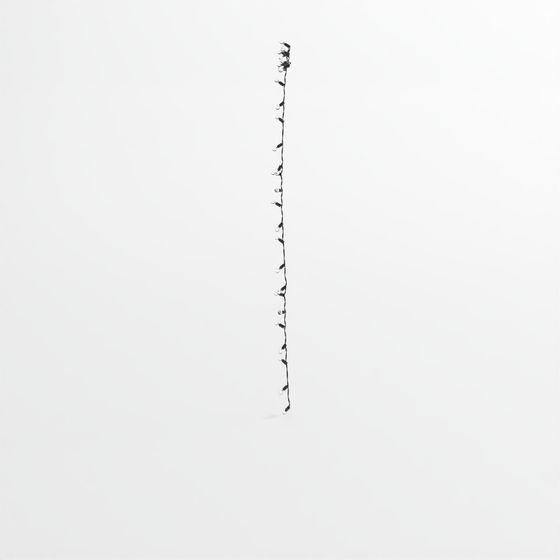 Christmas Light Strip