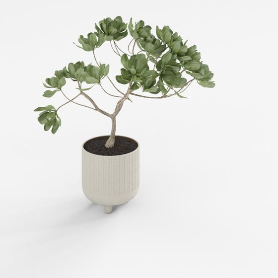 Terrakotta-Schale mit Pflanze