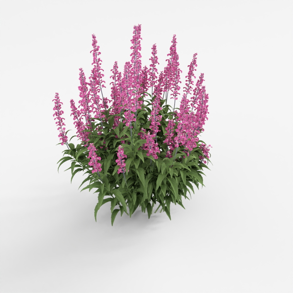 Shrub with Purple Flowers