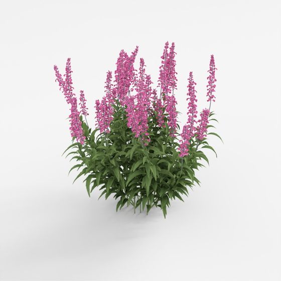 Arbusto Flor Morada 2-YJ