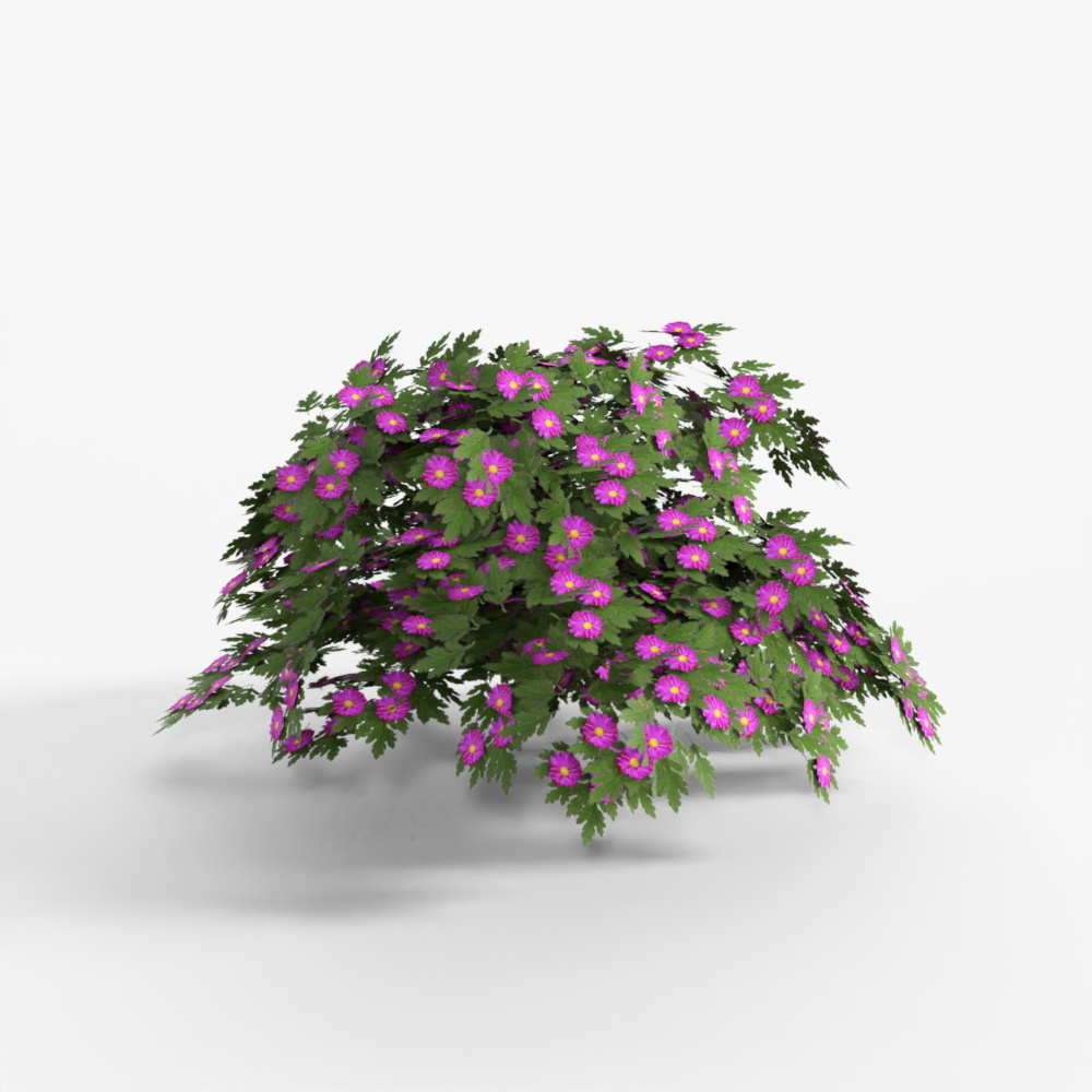 Chrysanthemum x Morifolium 'Sharon'