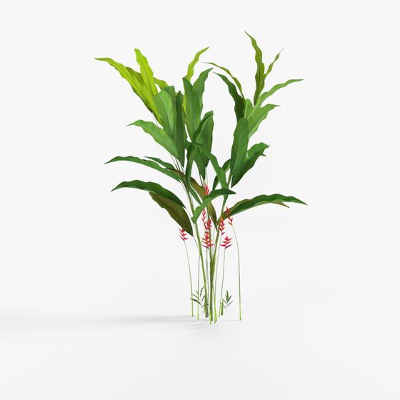 Heliconia Bihai 01