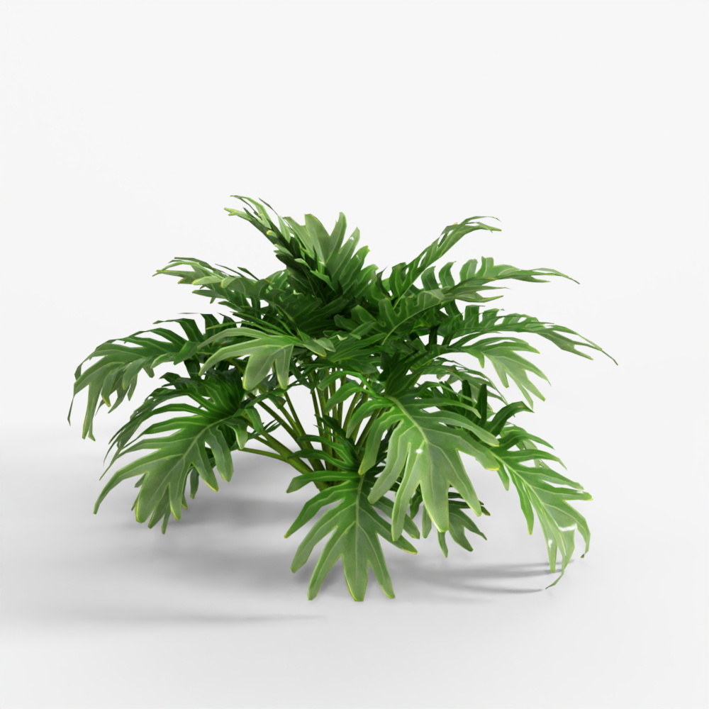 Philodendron xanadu 01 01_noTTo3Ds
