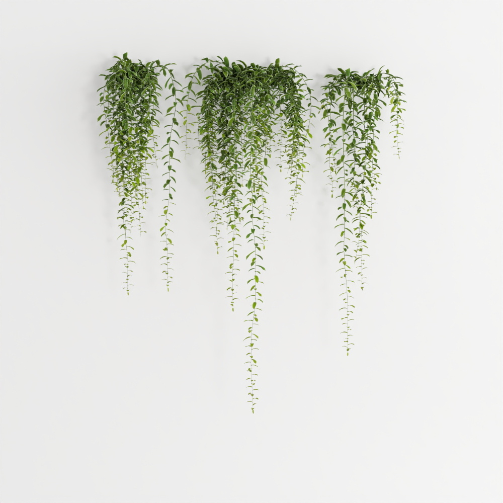 Curtain Creeper 3D Plant Model