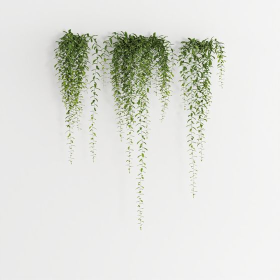 Curtain Creeper 3D Plant Model