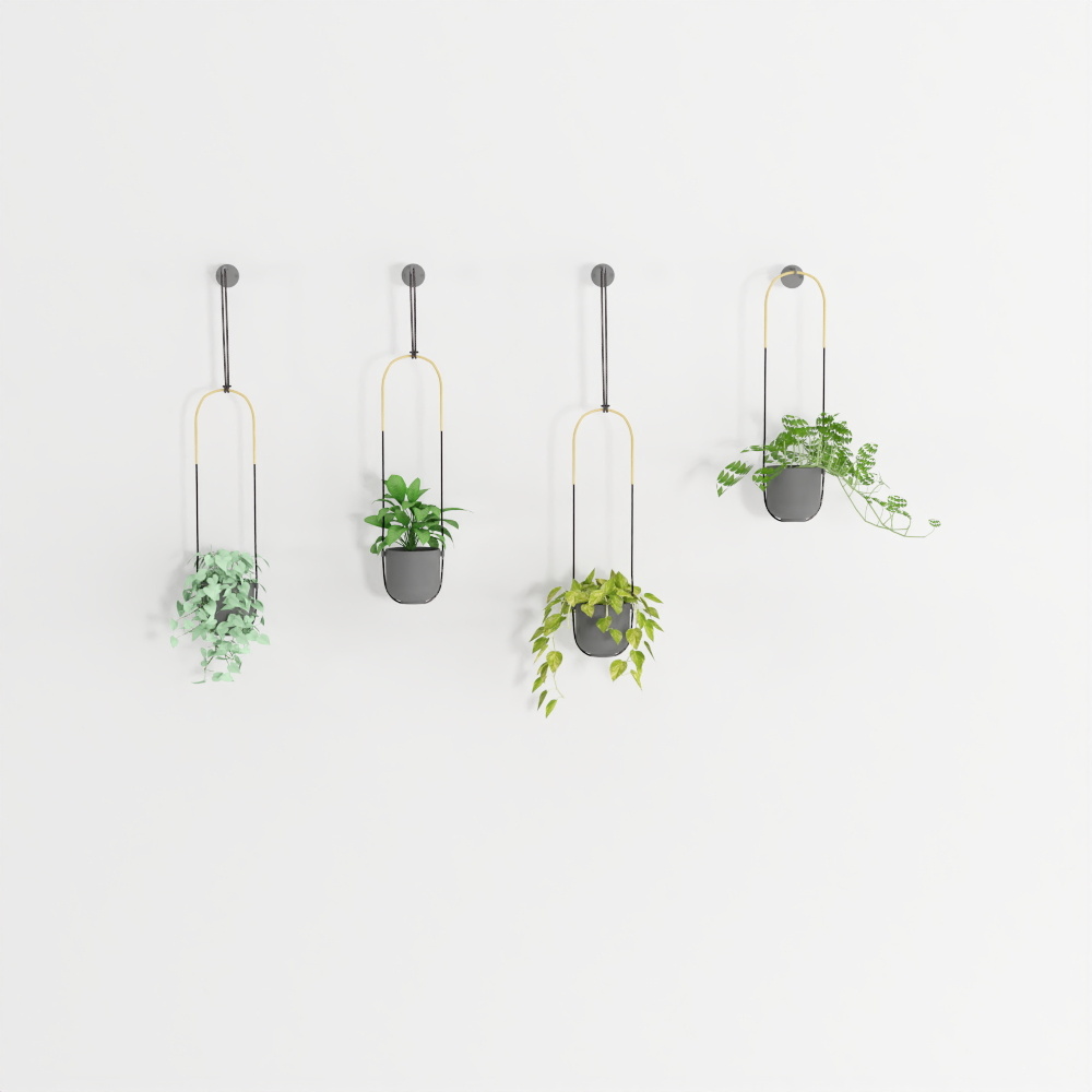 Hanging Wall Plants