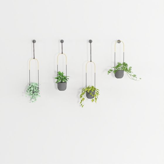 Hanging Wall Plants