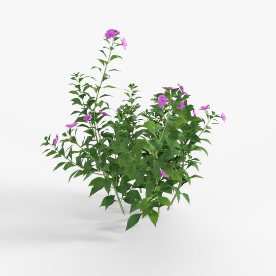 3D Tree Impatiens walleriana 03