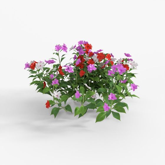 3D Tree Impatiens walleriana 05