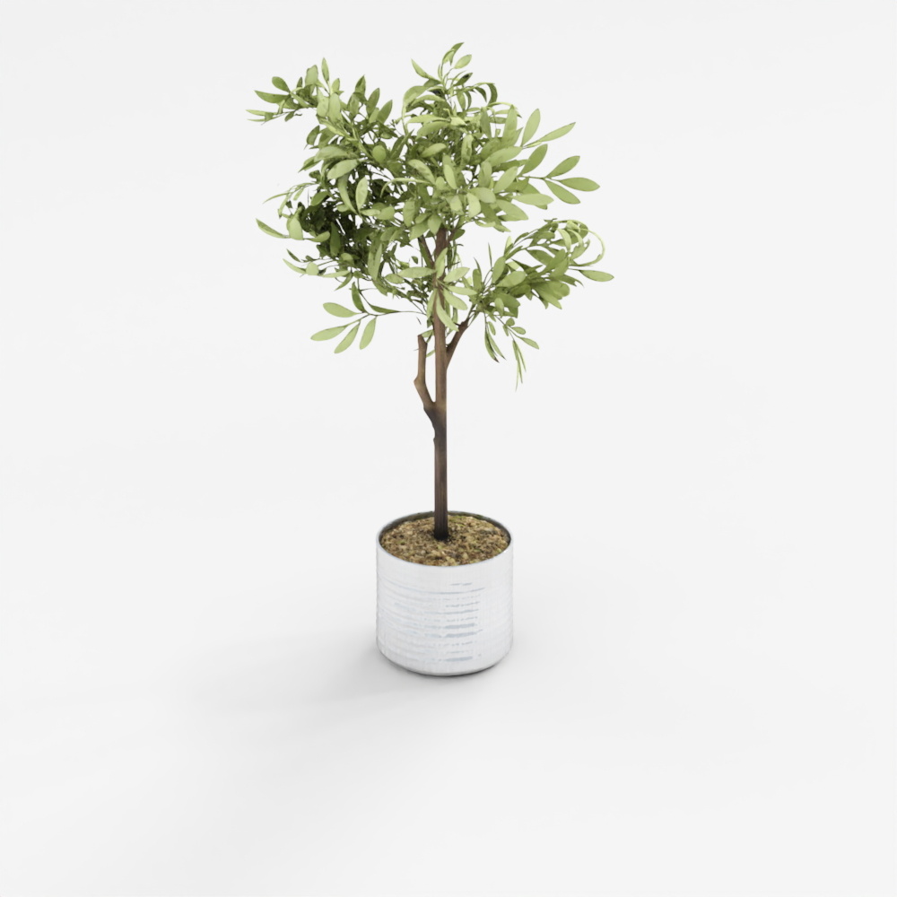 Meshy AI Potted Olive Tree