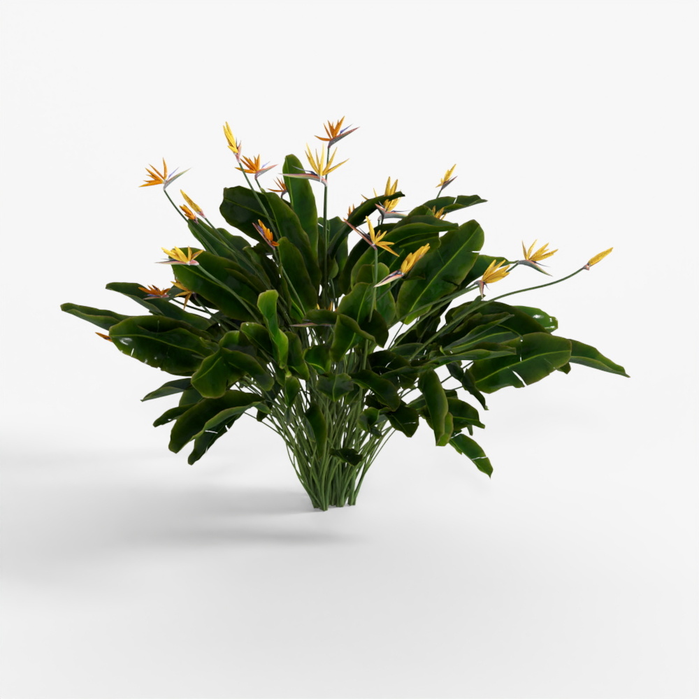 Bird of Paradise Plant 01 06 No TTo3Ds