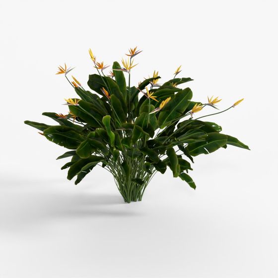 Bird of Paradise Plant 01 06 No TTo3Ds