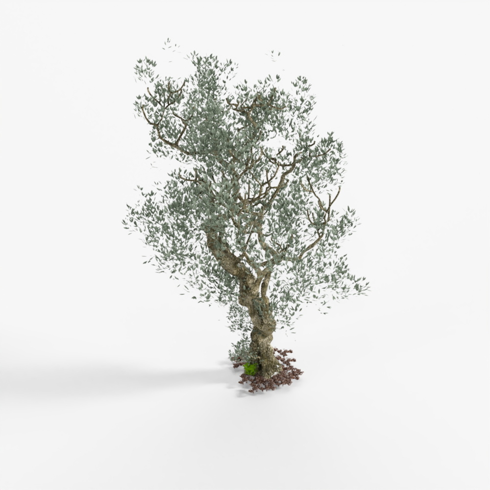 Olive Tree