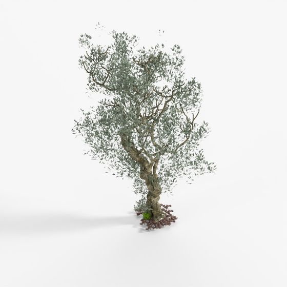 Olive Tree