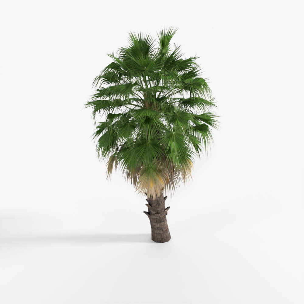 palm