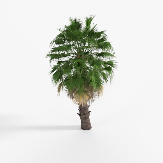 palm