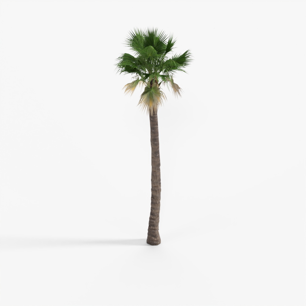 palm