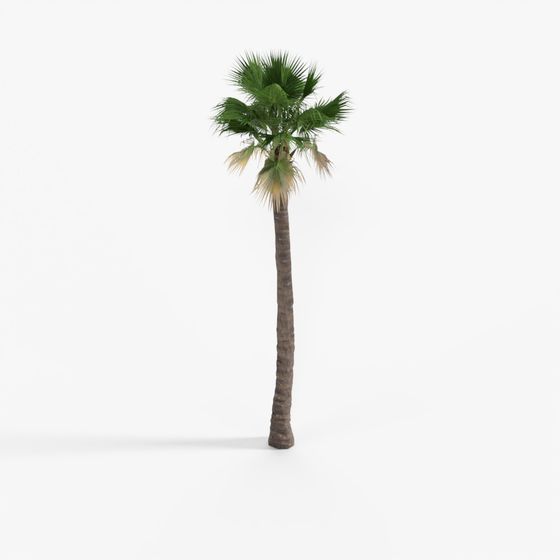 palm