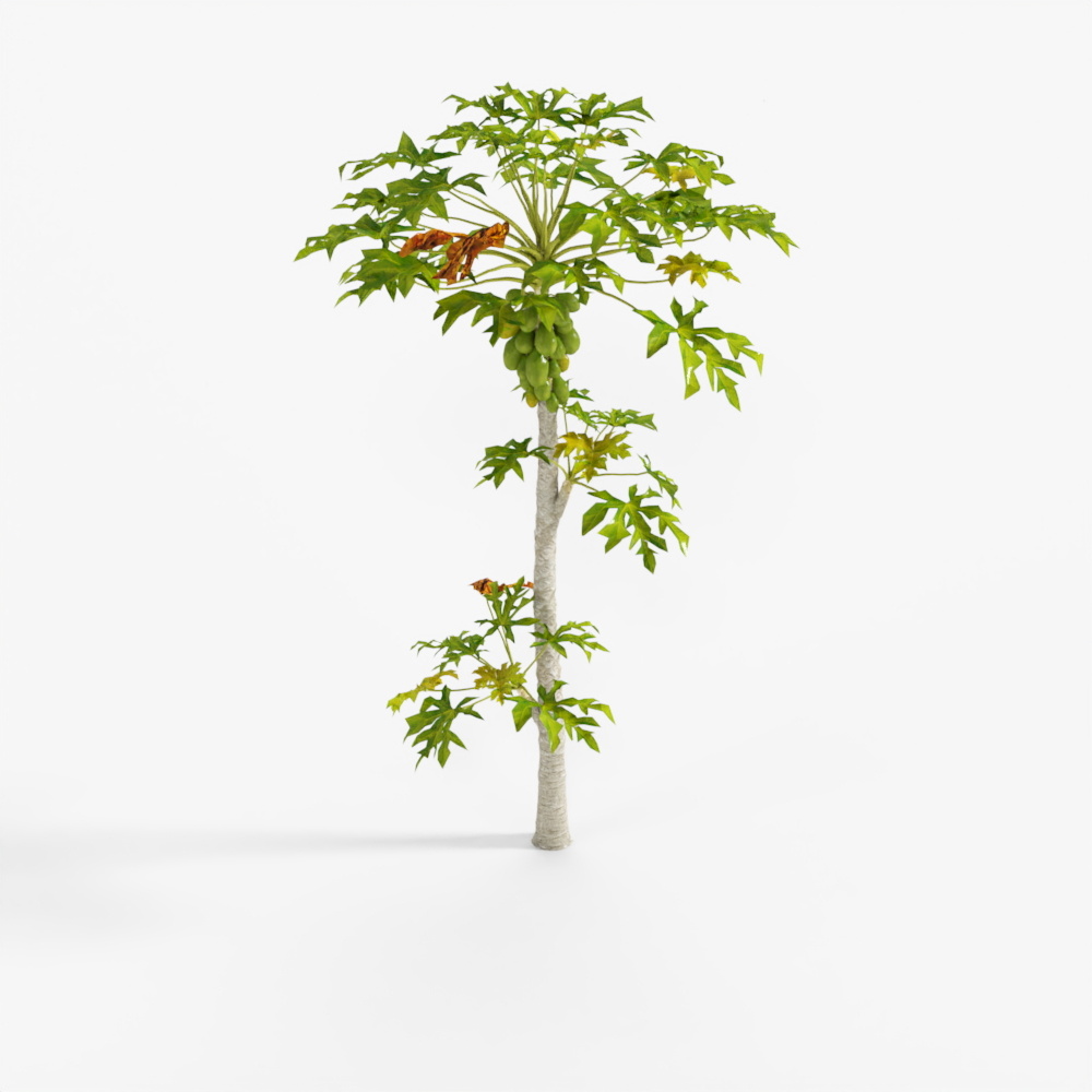 Landscaping Papaya Tree