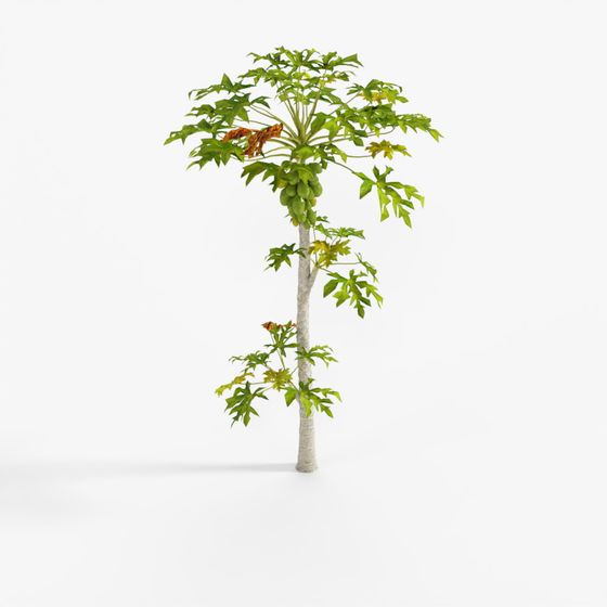 Landscaping Papaya Tree